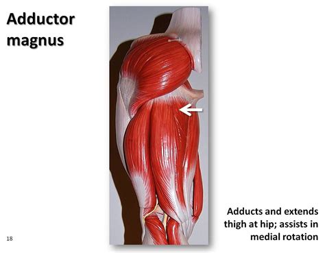 Adductor Magnus Muscles Of The Lower Extremity Anatomy Visual Atlas