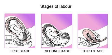 All You Need To Know About The Three Stages Of Labor The Pulse