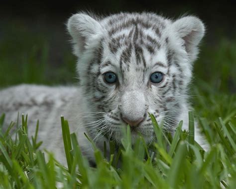 Free Download Baby White Tiger 1280x1024 For Your Desktop Mobile