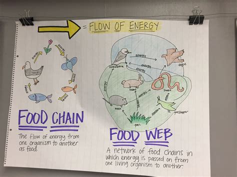 Food Chain Anchor Chart Science Anchor Charts Food