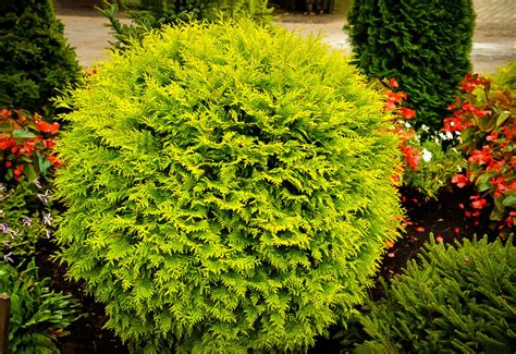 Use them in commercial designs under lifetime, perpetual & worldwide rights. Golden Globe Arborvitae For Sale Online | The Tree Center