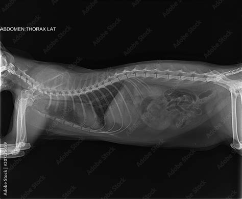 X Ray Of A Young Three Year Old Cat With Bronchial Asthma Darkening Of