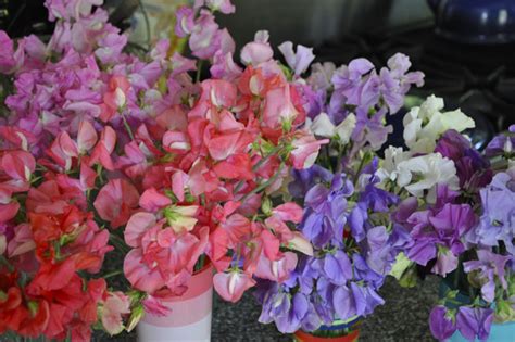Growing With Plants How To Grow Sweet Peas For Cut Flowers
