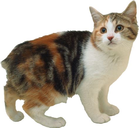 Cat Png Transparent Image Download Size 2145x1983px