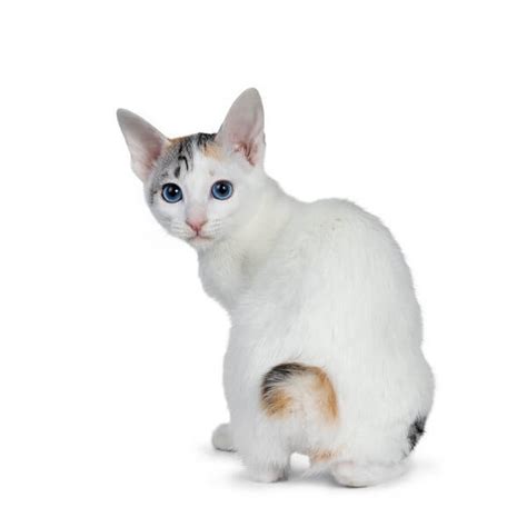 Japanese Bobtail Cat Breed Size Appearance And Personality