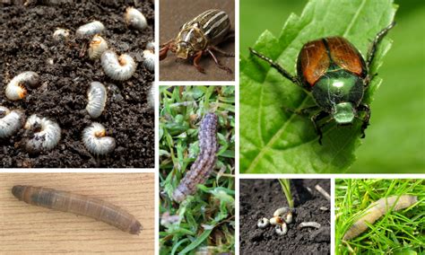 Grub Talk Lawn Pest Identification Guide