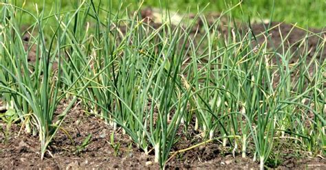 Garlic Farming Guide 2023