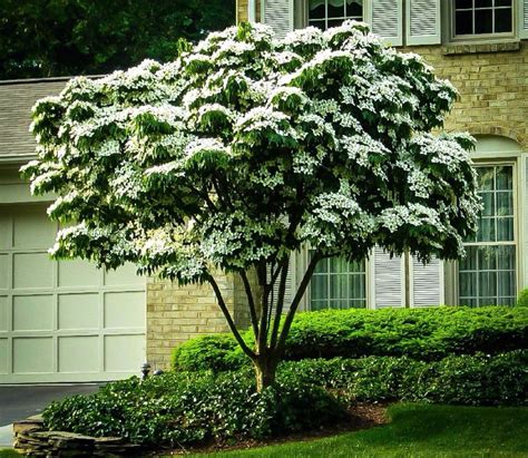 Each zone corresponds to the minimum winter temperatures. Kousa Dogwood: This white flowering dogwood blooms later ...