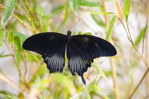 What Does It Mean When You See A Black Butterfly Spiritual Meanings