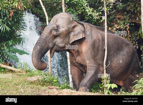 Asian Female Elephant Against Waterfall In Tropical Rainforest Chiang