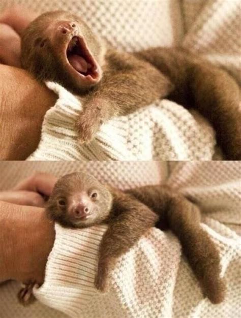 Baby Sloth Yawning Baby Sloth Cute Baby Animals Animals