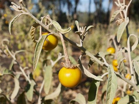 10 Native Foods You Should Be Eating Eativity