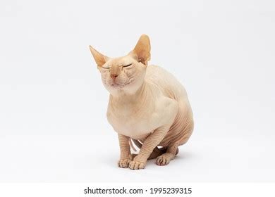 Canadian Sphynx Cat Breed Cat Naked Stock Photo Shutterstock