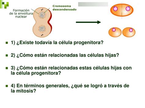 Ppt Reproducción Celular Continuidad De La Vida Powerpoint