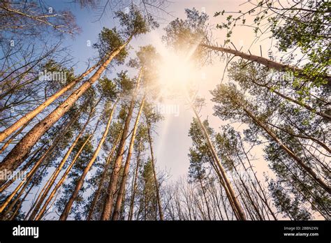 Sunshine In Pine Trees Hi Res Stock Photography And Images Alamy