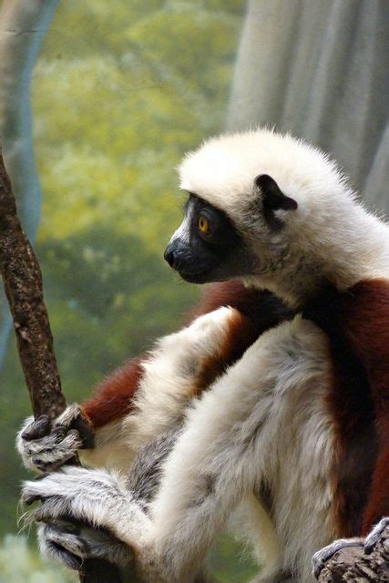 Sitting Lemur By Wundoroo Via Flickr Ape Monkey Lemurs Loris