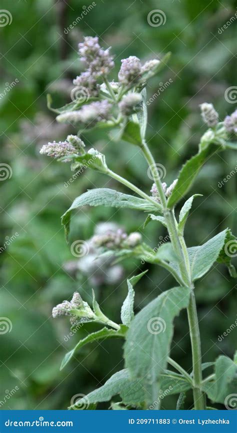 Mint Long Leaved Mentha Lonolia Grows In Nature Stock Image Image