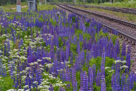 Slideshow 2074-15: Blooming lupin (Lupinus) near railroad near Orekhovo ...
