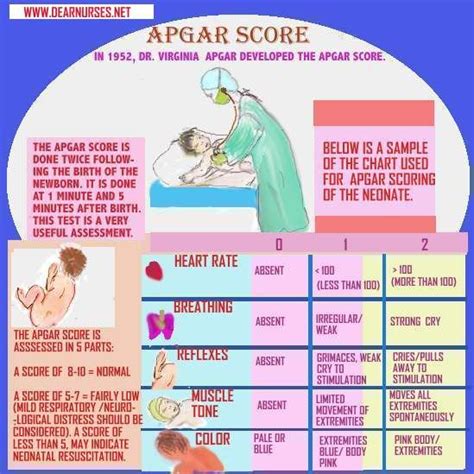 Newborn Apgar Scoring Babies Are Checked One Minute After Birth For