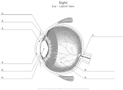14 Best Images Of Eye Diagram Worksheet Human Eye Diagram Unlabeled