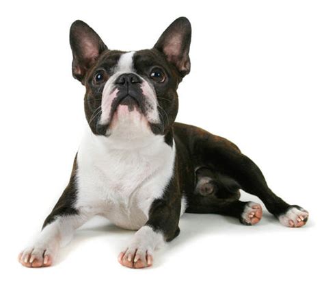 Boston Terrier Funny Puppy Free Animal Wallpapers