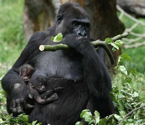 Rare Gorilla Twins Surprise Staff At Burgers Zoo Zooborns
