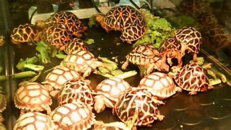 Spesies kayu di malaysia yang diwartakan sebagai terancam oleh famili spesies cites catatan anacardiaceae mangifera macrocarpa apocynaceae kepupusan spesies di malaysia balanocarpus heimii (cengal) adalah spesies yang lambat pertumbuhannya dan menghasilkan kayu yang baik. Kura-kura yang terancam punah diperdagangkan di Indonesia ...