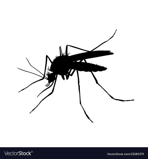 Mosquito Black And White Drawing By Hand Vector Image