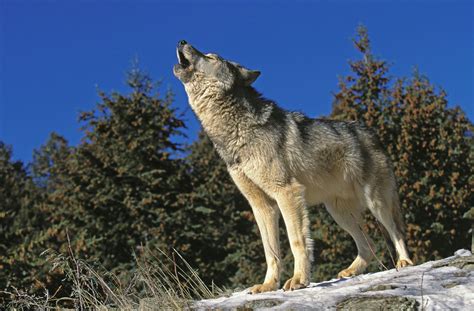 Top 194 Endangered Animals Wolf
