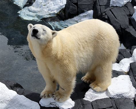 Seaworld Polar Bear Dies Unexpectedly The San Diego Union Tribune