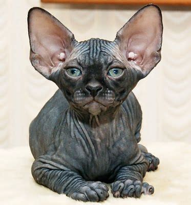 Strange Breeds Of Hairless Cats The Featured Creature Cat Breeds