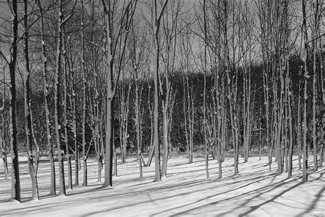 Snowy Woods Photograph By Steve Williams Fine Art America