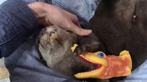 Playing With Otters Youtube