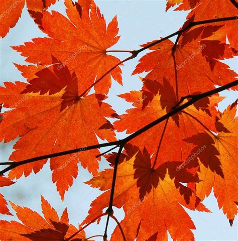 Autumn Red Maple Leaves ⬇ Stock Photo Image By © Tatisol 105124462