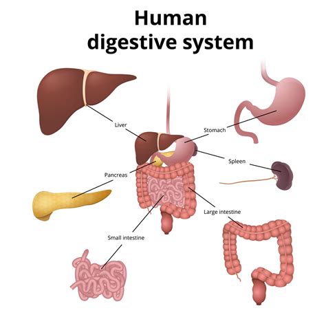 Digestive System Model Human Biology For Kids