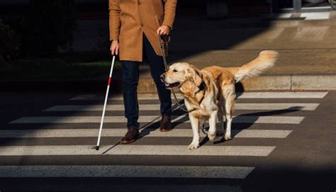 Everything You Need To Know About Seeing Eye Dogs