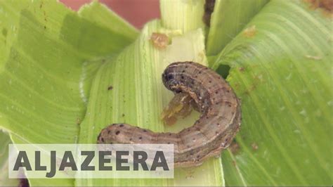 Fall Armyworm Wreaks Havoc In Southern Africa Youtube
