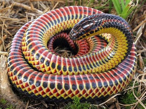 This Woman Found A Rare Rainbow Snake In Florida That Hasnt Been Seen