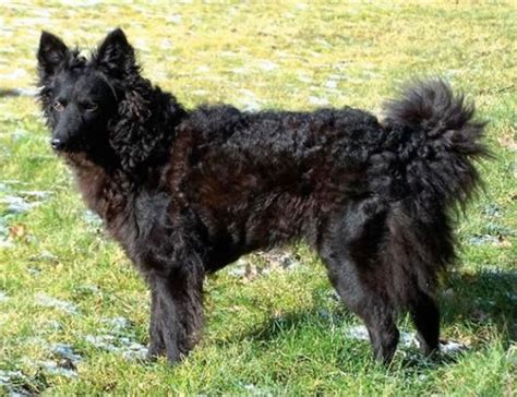 10 Rare Dog Breeds You Probably Never Knew Existed