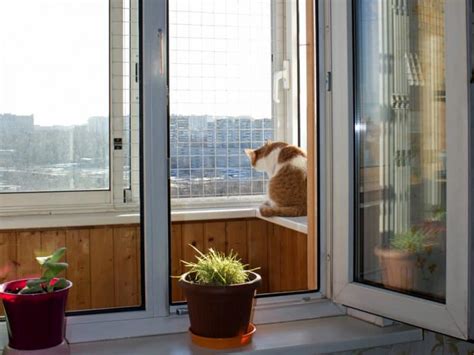 How To Cat Proof A Balcony 11 Solutions Balcony Boss