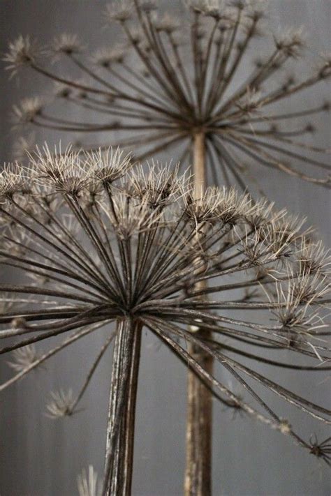 Giant Hogweed Topnotch Newsletter Gallery Of Images