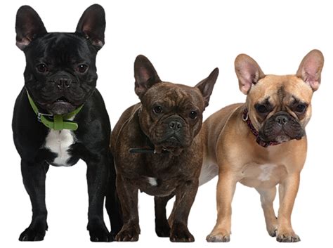 The pngs are approximately 10 each image is a black silhouette for easy recoloring in your favorite image editing software. Transparent Dogs Picture | Gallery Yopriceville - High ...