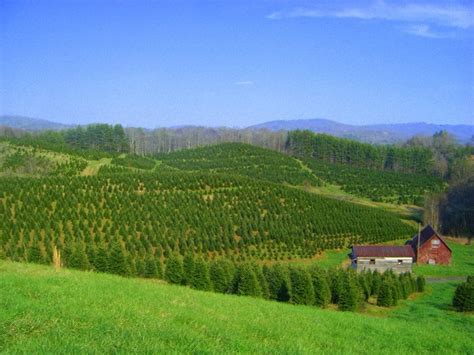 Boone Nc Christmas Tree Farm Day Trips North Carolina Mountains