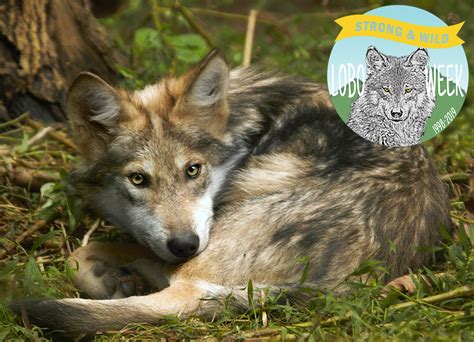 Tell Usfws To Recover Mexican Gray Wolves