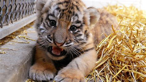 Flying tiger, special duties unit , fei hu. What's in a name? Zoo invites public to name tiger cub