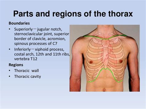 Regional Anatomy Of The Human Thorax Rs