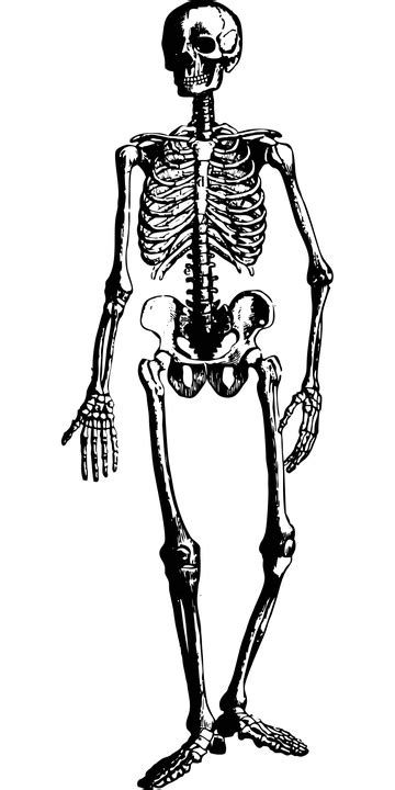 Spooky Scary Skeletons Png Transparent Png Download