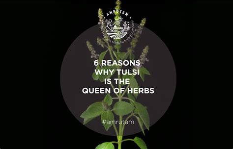 6 Reasons Why Tulsi Is The Queen Of Herbs Amrutam