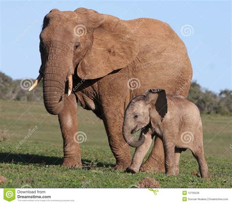 African Elephant Baby And Mom Royalty Free Stock Image