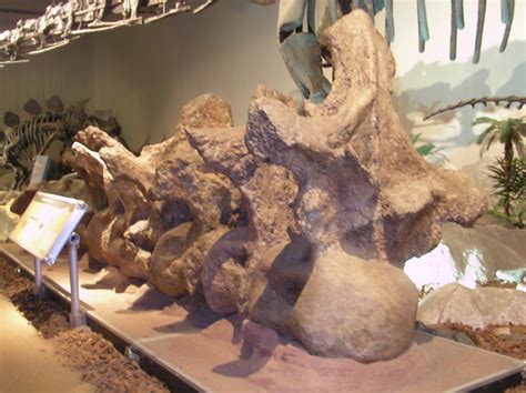Eva k facts & description. Argentinosaurus vertebrae | Flickr - Photo Sharing!